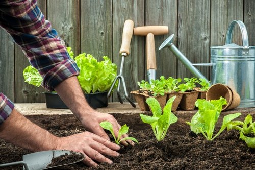 Photograph of a gardener tending plants in a Pimlico garden, showing tools and greenery.