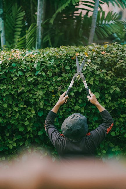 A gardener from gardenerspimlico.co.uk is trimming a dense, vibrant green hedge in an outdoor garden setting. The gardener, wearing a dark long-sleeved shirt and a black cap, is holding a pair of silv