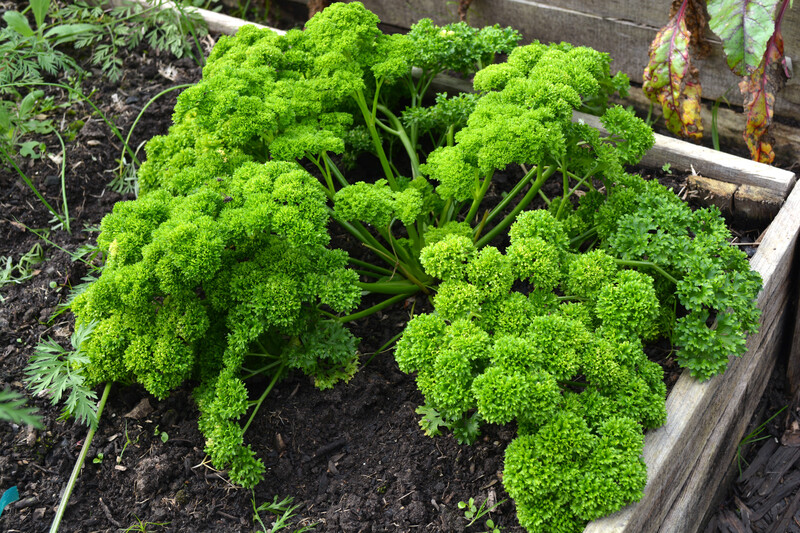 landscape design backyard